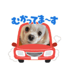 ちゃくらです（個別スタンプ：18）