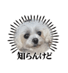 ちゃくらです（個別スタンプ：20）