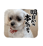 ちゃくらです（個別スタンプ：31）