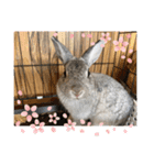 最強すぎたうさぎ（個別スタンプ：3）