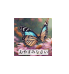 日常の蝶々（個別スタンプ：20）