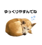 まいにちケチャップ（個別スタンプ：14）