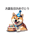 ずっと使える お祝いする柴犬 ドット絵（個別スタンプ：1）