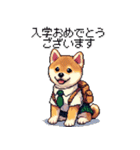 ずっと使える お祝いする柴犬 ドット絵（個別スタンプ：5）