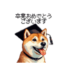 ずっと使える お祝いする柴犬 ドット絵（個別スタンプ：6）