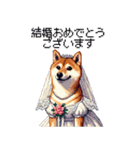 ずっと使える お祝いする柴犬 ドット絵（個別スタンプ：10）