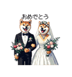 ずっと使える お祝いする柴犬 ドット絵（個別スタンプ：11）