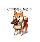 ずっと使える お祝いする柴犬 ドット絵（個別スタンプ：12）