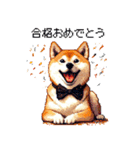 ずっと使える お祝いする柴犬 ドット絵（個別スタンプ：15）