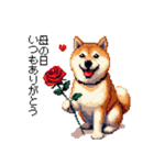 ずっと使える お祝いする柴犬 ドット絵（個別スタンプ：16）