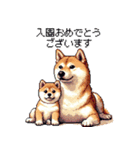 ずっと使える お祝いする柴犬 ドット絵（個別スタンプ：18）