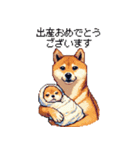 ずっと使える お祝いする柴犬 ドット絵（個別スタンプ：19）