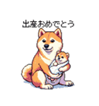 ずっと使える お祝いする柴犬 ドット絵（個別スタンプ：20）