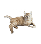 猫の【きのこ】さん！（個別スタンプ：7）