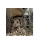 うちのはむちゃんズ（個別スタンプ：15）