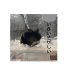 うちのはむちゃんズ（個別スタンプ：16）
