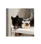 うちのはむちゃんズ（個別スタンプ：19）