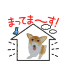 WhitePearl【コーギー犬】（個別スタンプ：8）