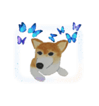 WhitePearl【コーギー犬】（個別スタンプ：9）