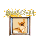 【修正版】三太くんのスタンプ（個別スタンプ：1）
