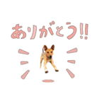 【修正版】三太くんのスタンプ（個別スタンプ：3）
