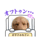 ゴールデンレトリーバー モイちゃん日常（個別スタンプ：1）