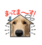 ゴールデンレトリーバー モイちゃん日常（個別スタンプ：2）