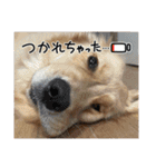 ゴールデンレトリーバー モイちゃん日常（個別スタンプ：3）