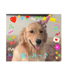 ゴールデンレトリーバー モイちゃん日常（個別スタンプ：5）