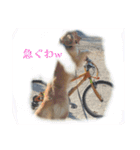 ゴールデンレトリーバー モイちゃん日常（個別スタンプ：14）