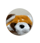 red panda RESAMON（個別スタンプ：1）