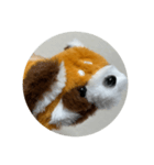 red panda RESAMON（個別スタンプ：3）