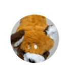 red panda RESAMON（個別スタンプ：5）