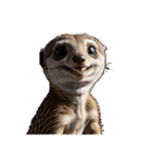 ミーアキャット meerkat.（個別スタンプ：8）