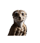 ミーアキャット meerkat.（個別スタンプ：9）