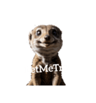 ミーアキャット meerkat.（個別スタンプ：29）