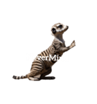 ミーアキャット meerkat.（個別スタンプ：30）
