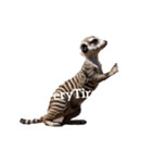 ミーアキャット meerkat.（個別スタンプ：38）
