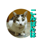 まがちゃんのスタンプ（個別スタンプ：3）