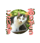 まがちゃんのスタンプ（個別スタンプ：4）