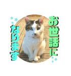 まがちゃんのスタンプ（個別スタンプ：10）