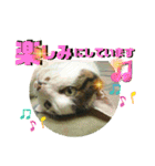 まがちゃんのスタンプ（個別スタンプ：15）