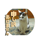 まがちゃんのスタンプ（個別スタンプ：16）