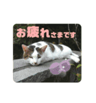 まがちゃんのスタンプ（個別スタンプ：17）