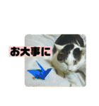 まがちゃんのスタンプ（個別スタンプ：18）