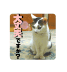 まがちゃんのスタンプ（個別スタンプ：19）