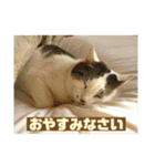 まがちゃんのスタンプ（個別スタンプ：24）