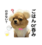 れおすけスタンプ ver.1（個別スタンプ：14）