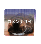 松本家のスタンプ♪（個別スタンプ：22）