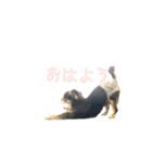 ぶーたむ（個別スタンプ：16）